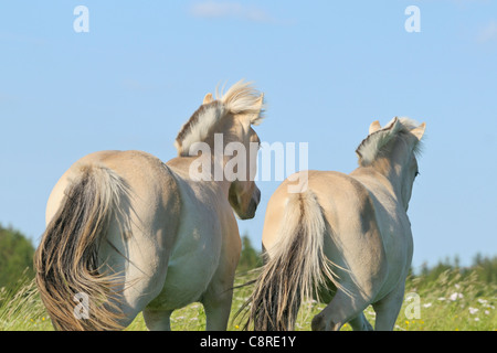 Due cavalli norvegese un anno: Foto Stock