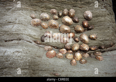 Insenatura di sabbia, Lee nelle vicinanze del Ilfracombe, North Devon, Inghilterra Foto Stock