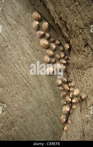 Insenatura di sabbia, Lee nelle vicinanze del Ilfracombe, North Devon, Inghilterra Foto Stock