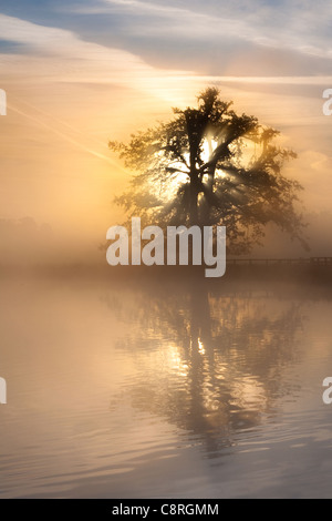 Il sole che sorge dietro una quercia in una nebbiosa mattina Foto Stock