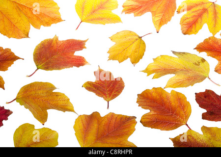 Caduta colorati pallon di maggio lascia isolato su bianco Foto Stock