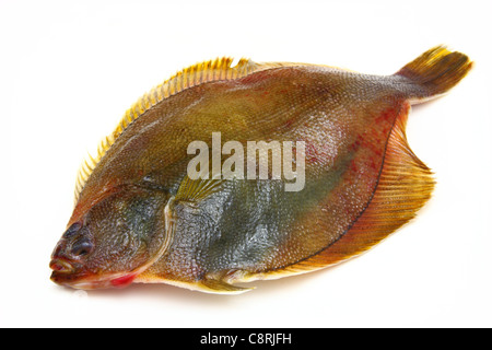 Pesce fresco passera nera su sfondo bianco Foto Stock