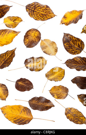Colorate cadono le foglie di biancospino isolato su bianco Foto Stock