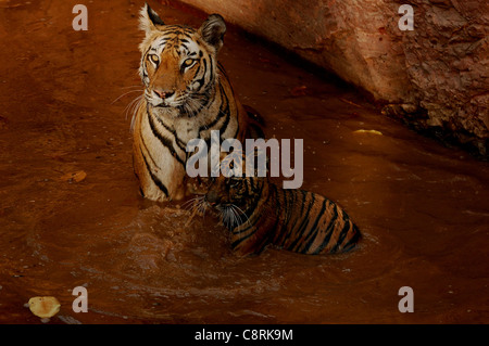 Una tigre e cub in acqua Foto Stock