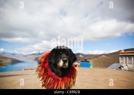 Il Tibet: Il Mastino tibetano presso il lago Yamdrok Yumtso Foto Stock