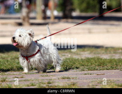 West Highland White Terrier Foto Stock