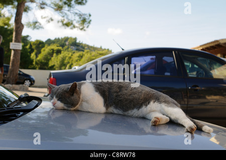 Un gatto dorme sul cofano del motore di un auto a noleggio al di fuori di un cafè sulla tortuosa strada di montagna ad ovest dell'isola di Mallorca Foto Stock