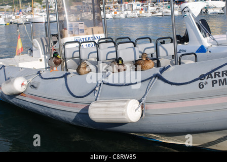 Anatre prendere un periodo di riposo sul lato di un motoscafo / barca nel porto di Puerto de Andratx in Mallorca / Maiorca Foto Stock