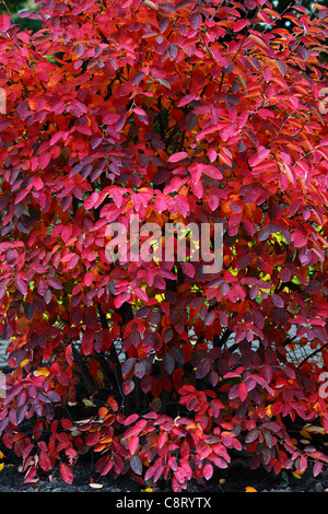 Servizio arbusto bacca rosso rubino le foglie in autunno Amelanchier lamarckii Foto Stock