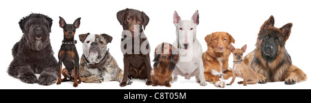 Gruppo di cani di fronte a uno sfondo bianco Foto Stock