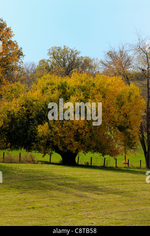 La piena diffusione di gelso in autunno in un campo del Kentucky Foto Stock