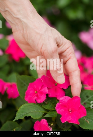 Stati Uniti d'America, nello Stato di New York, Old Westbury, mano toccare fiori viola Foto Stock