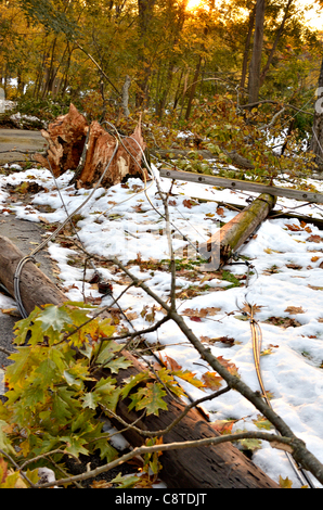 Danni e distruzioni da una sorpresa autunno tempesta di neve nello stato di New York mentre foglie sono ancora sugli alberi, un esempio di condizioni meteorologiche estreme i disagi causati dal cambiamento climatico. Prima news didascalia: Come il sole comincia a impostare il 1 novembre 2011, tre giorni dopo un inaspettato ottobre Blizzard ha colpito gli Stati Uniti, i fili elettrici e i poli di potenza sono ancora giù sulla strada e sui residenti in proprietà Chappaqua, New York. In tutto il nord-est noi, una stima di 1,7 milioni di persone sono ancora senza alimentazione. Foto Stock