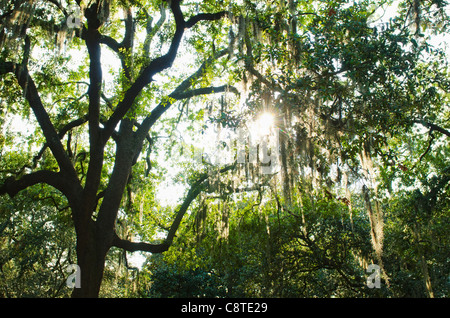 Stati Uniti d'America, Georgia, savana, alberi di quercia con muschio Spagnolo Foto Stock