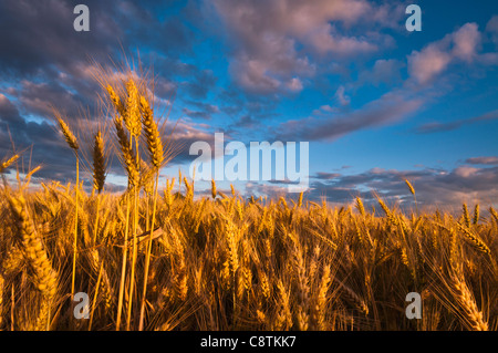 Stati Uniti d'America, Oregon, Marion County, campo di grano Foto Stock