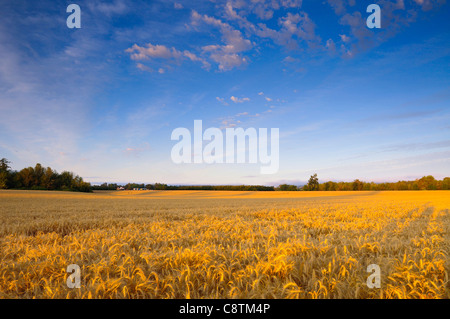 Stati Uniti d'America, Oregon, Marion County, campo di grano Foto Stock