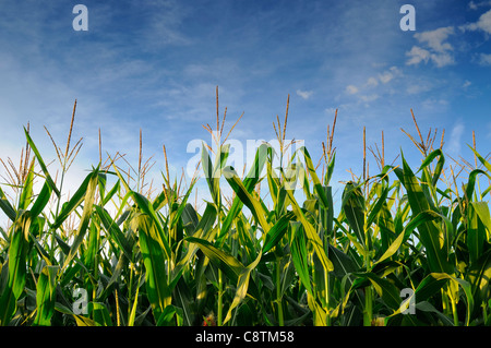 Stati Uniti d'America, Oregon, Marion County, campo di mais Foto Stock