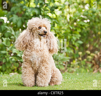 Albicocca barboncino francese in giardino Foto Stock