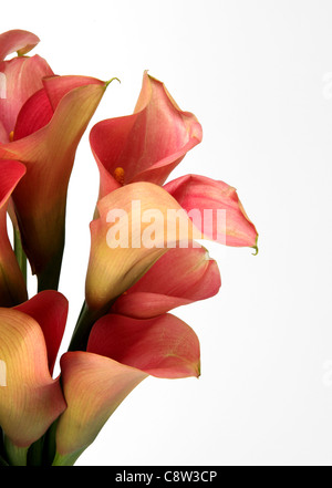 Un close-up di un colorato bouquet di fiori. Calla rosa gigli Foto Stock