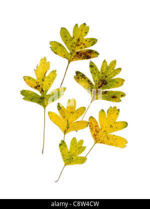 Sei autunno biancospino foglie su sfondo bianco Foto Stock