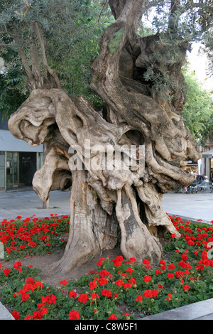 Albero di olivo, Placa Cort, Palma di Maiorca, isole Baleari, Spagna Foto Stock