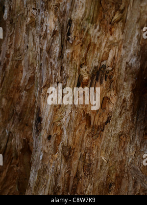 Corteccia di texture su un ceppo di albero. Foto Stock