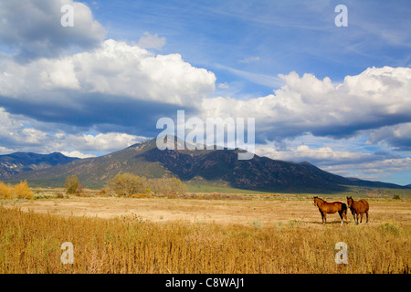 Cavalli in piedi nel campo remoto Foto Stock