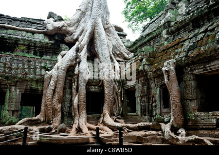 Ta Prohm tempio di Angkor Wat, Cambogia Foto Stock