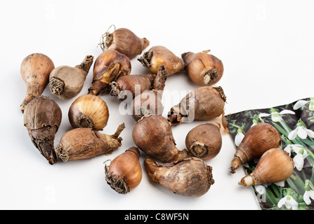 Galanthus Snowdrop lampadine Foto Stock