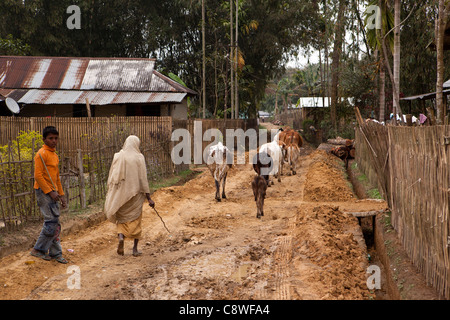 India, Assam, Jorhat, Gatoonga piantagione di tè, vecchia donna alla guida di bovini verso il basso poveri strada sterrata in villaggio Foto Stock