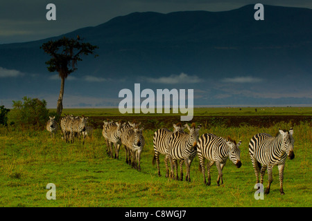 Le pianure Zebra (Equus burchelli Boehmi) una linea di zebre a camminare verso la telecamera, il cratere di Ngorongoro Tanzania Foto Stock