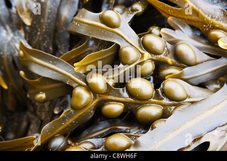 Le alghe vescica wrack close up Foto Stock