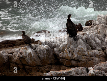 Due cormorani appollaiarsi su rocce in Stoney Point, Sud Africa Riserva dei Pinguini Foto Stock