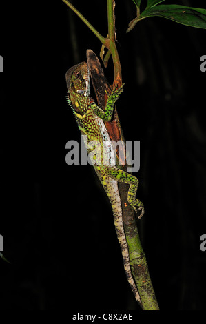 Foresta Amazzonica Dragon (Enyaliodes specie), a riposo sul piccolo ramo, Yasuni National Park, Ecuador Foto Stock
