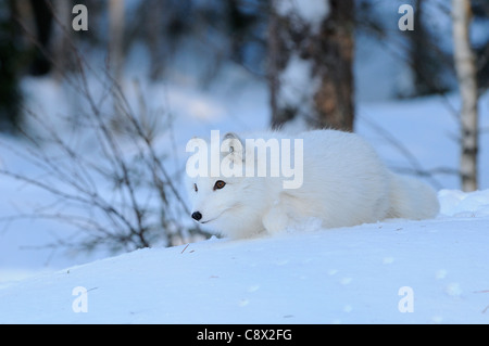 Arctic Fox (Alopex lagopus) a piedi nella neve, Norvegia captive Foto Stock