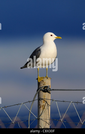 Gabbiano comune (Larus canus) arroccato su palo da recinzione, Varanger, Norvegia Foto Stock