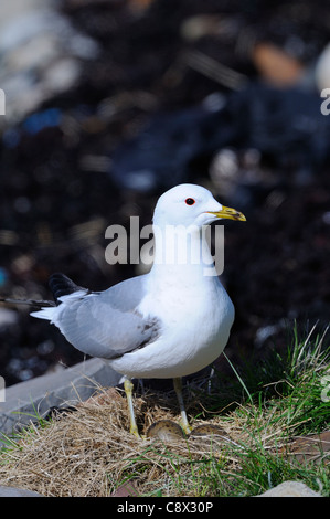 Gabbiano comune (Larus canus) ammontavano a nido con due uova, Varanger, Norvegia Foto Stock