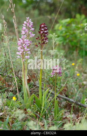 Fioritura di orchidee. Orchidee militare (Orchis militaris) (sinistra), Lady Orchid (Orchis purpurea) (al centro), e un ibrido. Foto Stock