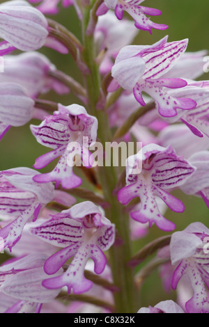 Fiori di orchidea militare (Orchis militaris). Sul Causse de Gramat, lotto regione, Francia. Maggio. Foto Stock