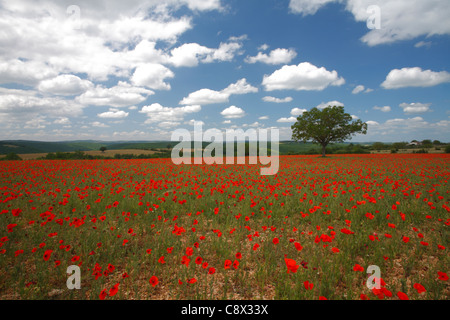 Il mais di papavero (Papaver rhoeas) fioritura in un campo del Causse de Gramat, lotto regione, Francia. Foto Stock