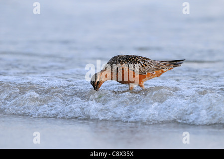 Bar-tailed Godwit (Limosa lapponica) maschio in allevamento pluamge, sulla riva domande di indagine per cibo, Varanger, Norvegia Foto Stock