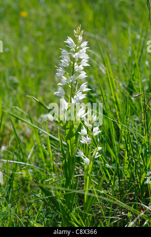 Spada-lasciava helleborine (Cephalanthera longifolia) fioritura nella prateria. Pirenei Ariège, Francia. Maggio. Foto Stock