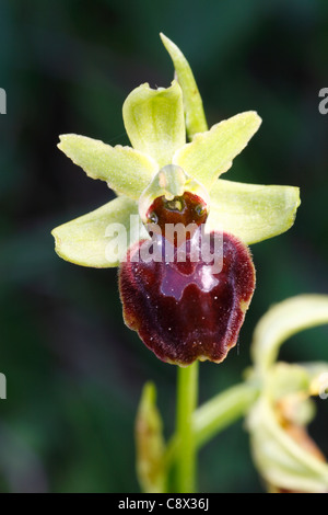 Inizio Spider Orchid (Ophrys sphegodes) fioritura. Pirenei Ariège, Francia. Maggio. Foto Stock
