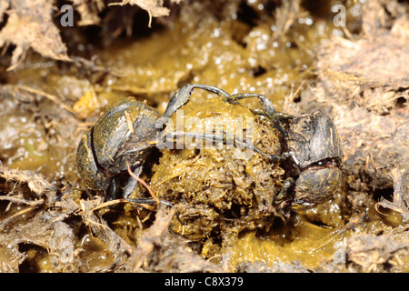 Sterco di coleotteri (Sisifo scheafferi) facendo una palla di sterco di vacca. Nei pressi di Foix, Pirenei Ariège, Francia. Maggio. Foto Stock