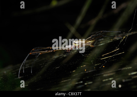 Seta dorata Spider (Nephila clavipes) a riposo sul web, Yasuni National Park, Ecuador Foto Stock