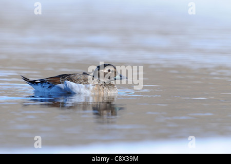 Long-tailed Duck (hyernalis clangula) femmina adulta in estate piumaggio di allevamento, Varanger, Norvegia Foto Stock