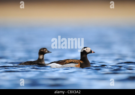 Long-tailed Duck (hyernalis clangula) adulto maschio e femmina di nuoto insieme, in estate piumaggio di allevamento, Varanger, Norvegia Foto Stock