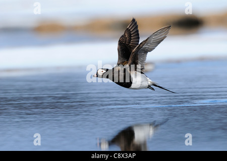 Long-tailed Duck (hyernalis clangula) maschio adulto in volo, in estate piumaggio di allevamento, Varanger, Norvegia Foto Stock