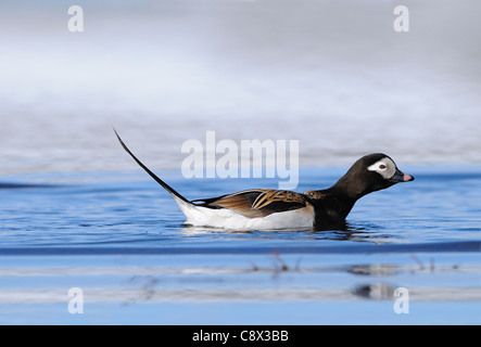 Long-tailed Duck (hyernalis clangula) maschio adulto nuotare nel lago artico, in estate piumaggio di allevamento, Varanger, Norvegia Foto Stock