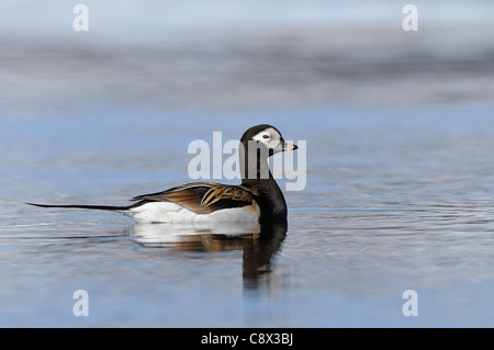 Long-tailed Duck (hyernalis clangula) maschio adulto di nuoto, in estate piumaggio di allevamento, Varanger, Norvegia Foto Stock